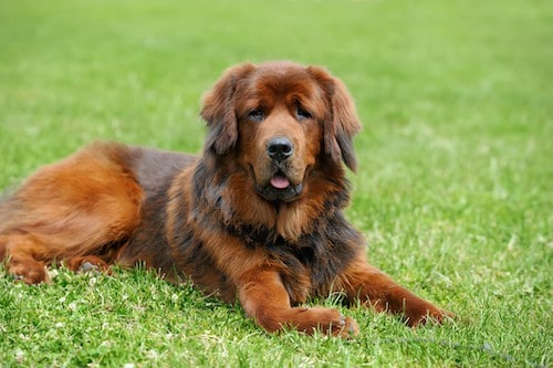 dog urine turns grass brown