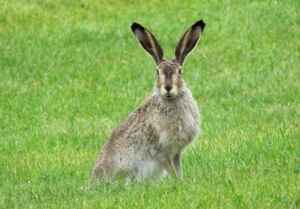 what plants keep rabbits out of your yard?