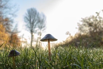 Removing Mushrooms from Lawn