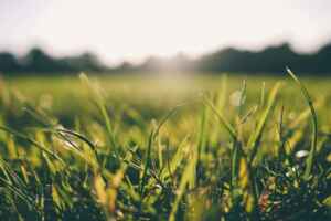 How to Get Rid of Crabgrass 