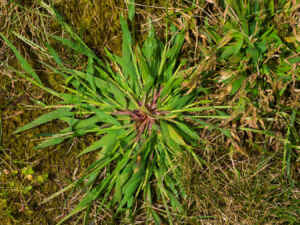 how to get rid of crabgrass