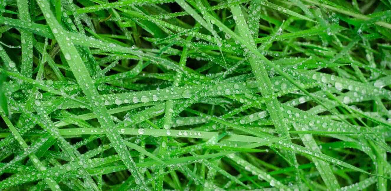 Can You Mow the Lawn in the Rain? Complete Guide