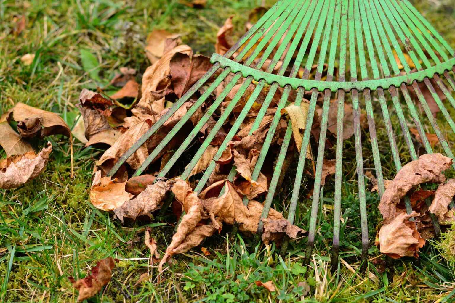 Mowing the Lawn with Leaves on it Ultimate Guide American Lawns Lawn Tips and Outdoor Living