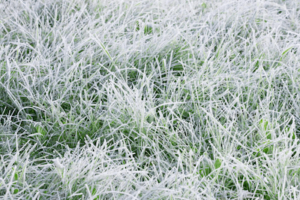 Tips for keeping your grass alive in winter