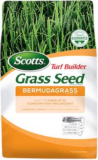 bermuda grass seed