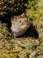 voles kill lawns