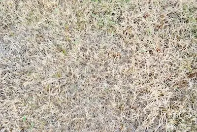 Grass With White Tips