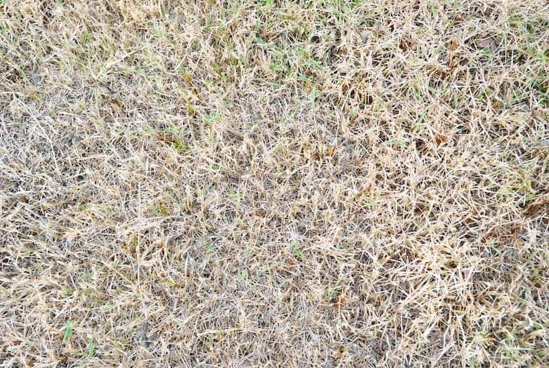 What Causes White Tips on Grass