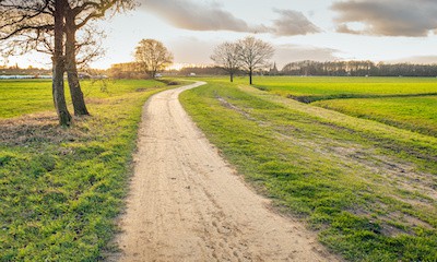 Grass in Sandy Soil