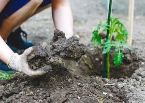 nutrient rich clay soil