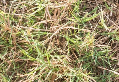 Grass With Red Tips