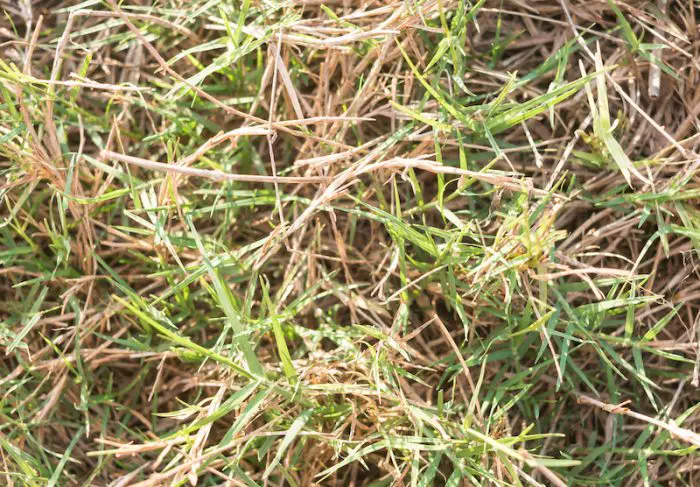 Why Does My Grass Have Red Tips? Easy Fixes - American Lawns | Lawn ...