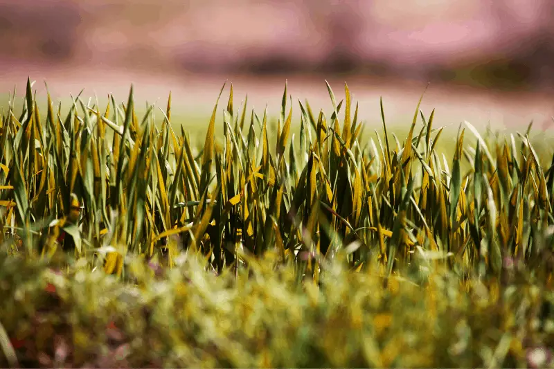 Grass With Yellow Tips