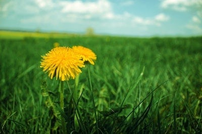 How to Kill Dandelions