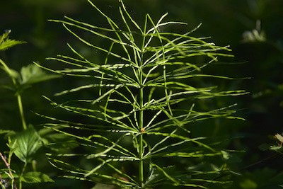 How to Kill Horsetail Weed