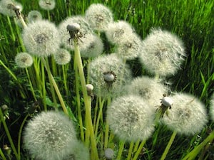 kill all Dandelions