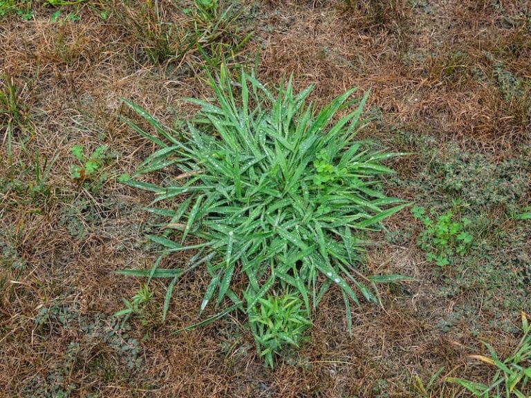 How to Get Rid of Quackgrass Easy Solutions American Lawns Lawn