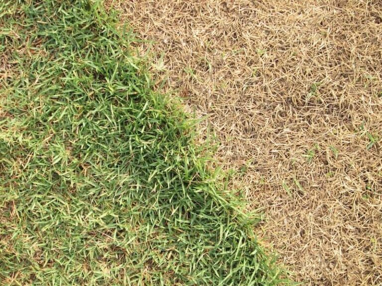 Why Your Grass Keeps Dying and What to Do About It American Lawns