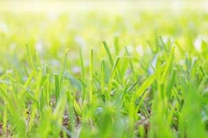 Green grass with sunlight in the morning.