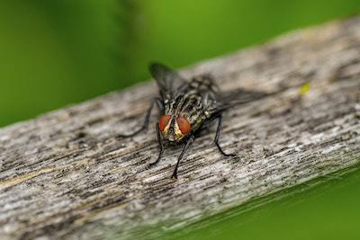 Flies on Patio