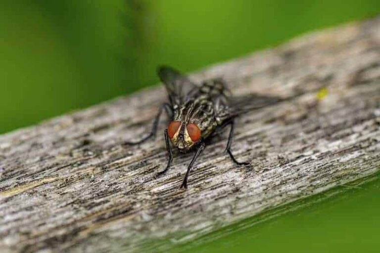 How to Get Rid of Flies On Your Patio American Lawns Lawn Tips and Outdoor Living