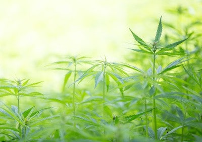 Cannabis Growing in Yard