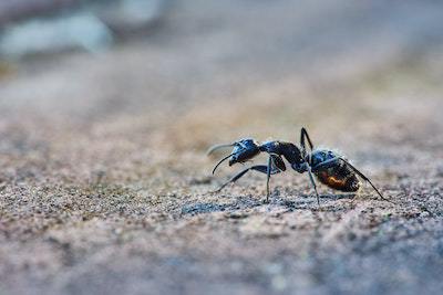 Pavement Ants