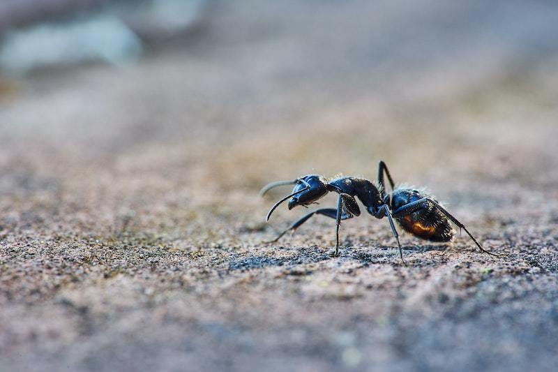 Identifying Pavement Ants