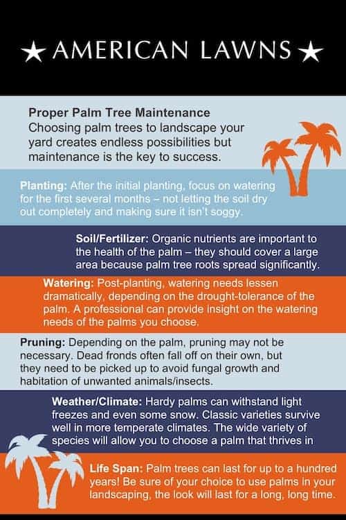 palm tree landscaping infographic