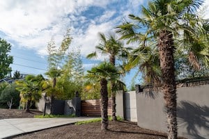 landscaping with palm trees