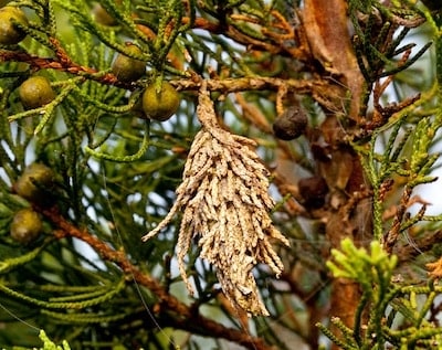 Bagworm Infestation