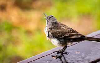 Why Birds Poop on Decks