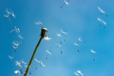 Dandelions in Yard