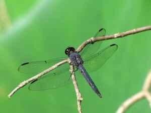 Dragonfly Infestation