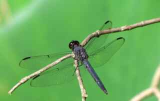 Getting Rid of Dragonflies