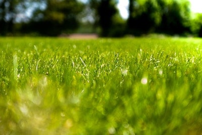 Tips for Green Grass