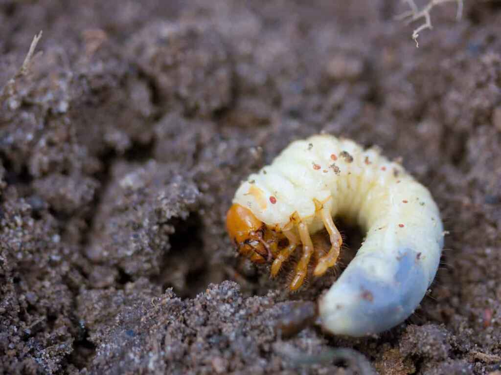 How to Get Rid of Grubs (Natural Ways to Kill Grub Worms) - American ...