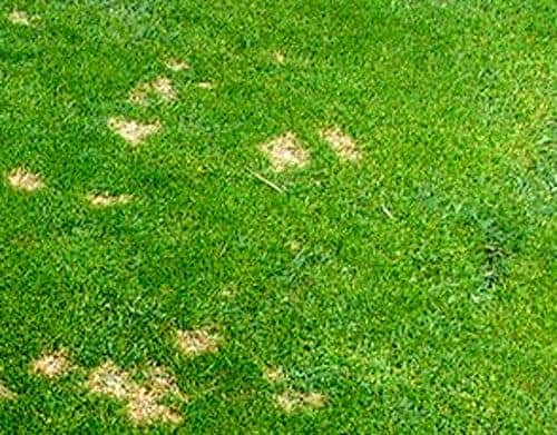 dollar spot fungus in your grass