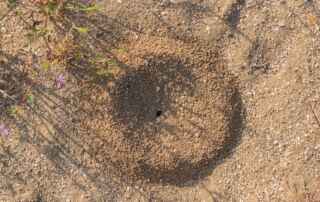 Get Rid of Ant Hills
