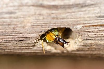 Getting Rid of Carpenter Bees