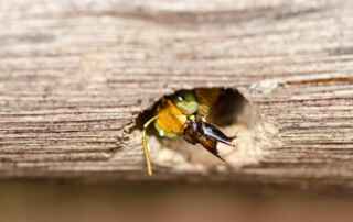How to Get Rid of Carpenter Bees
