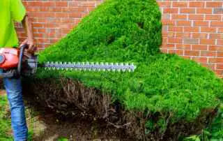 Best Cordless Hedge Trimmer for Topiary 2021