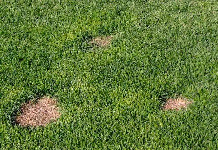 Treating Brown Patch Fungus