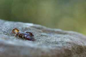 Killing Scorpions