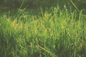 Using Lime for Grass