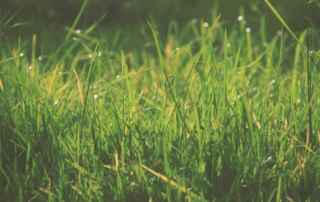 How Lime Helps Lawn Growth