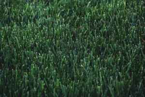 Types of Grass for Shade