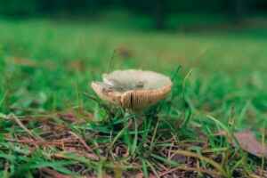 Get Rid of Mushrooms in Grass