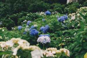 Tips for Hydrangea Care