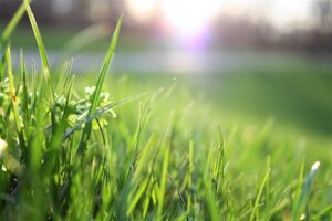 Tips for Green Grass